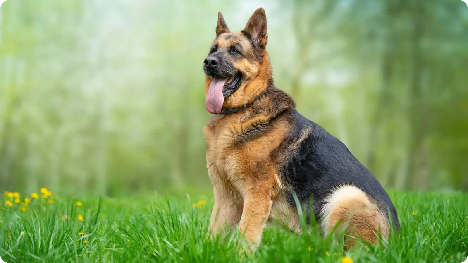 German Shepherd