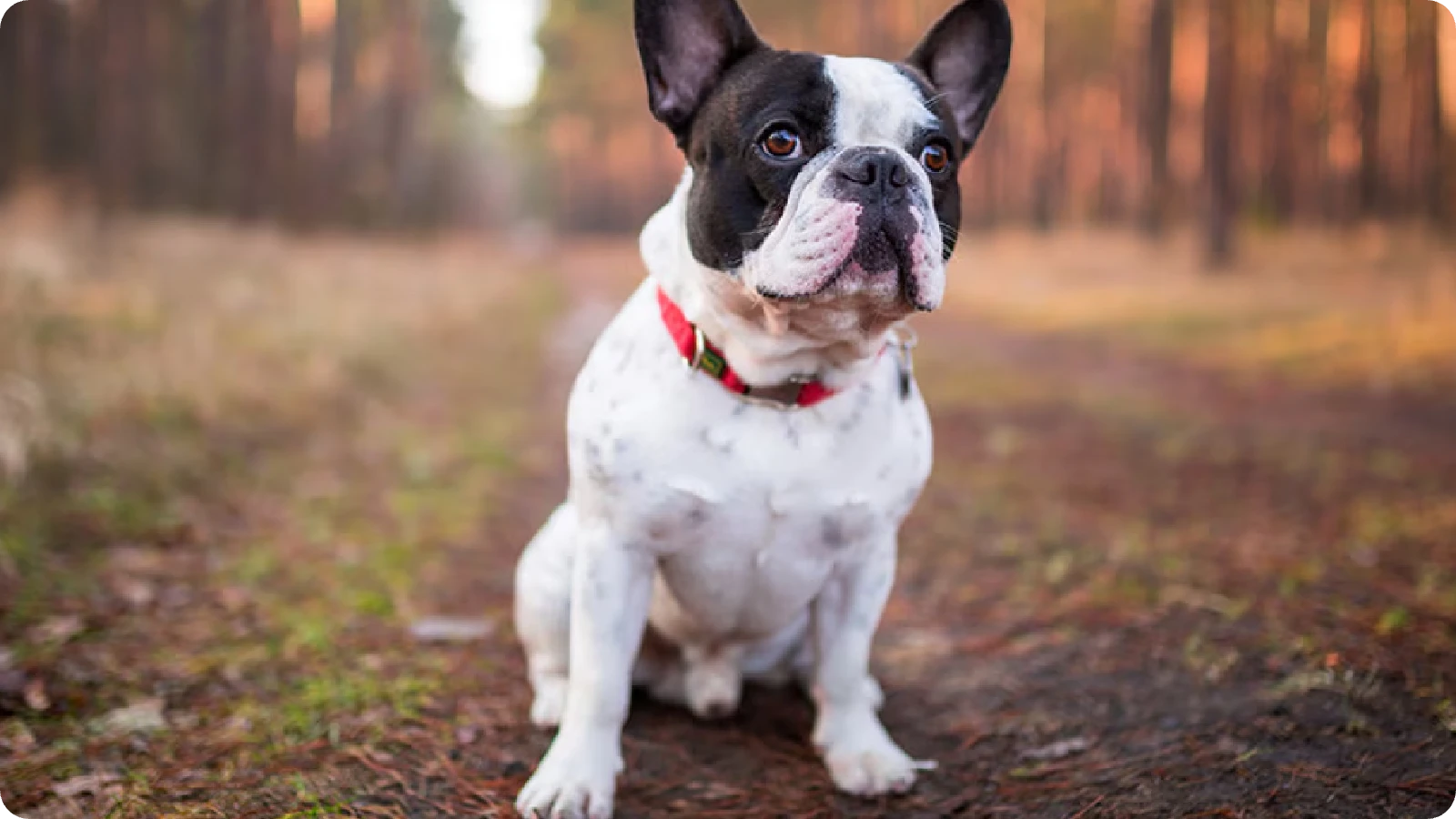 French Bulldog playing