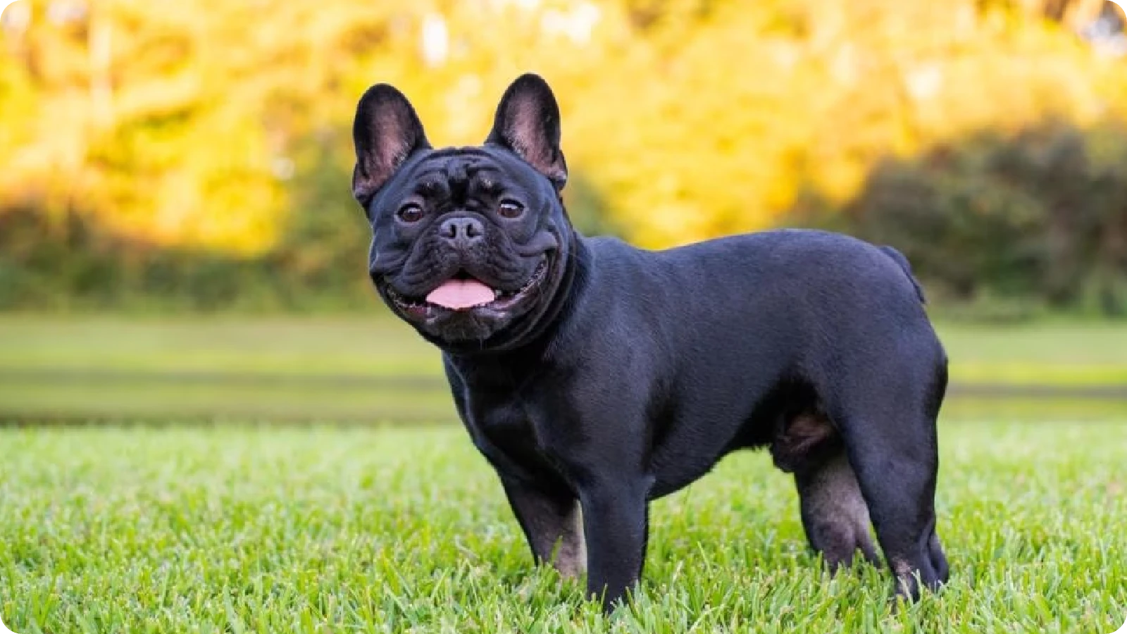 French Bulldog